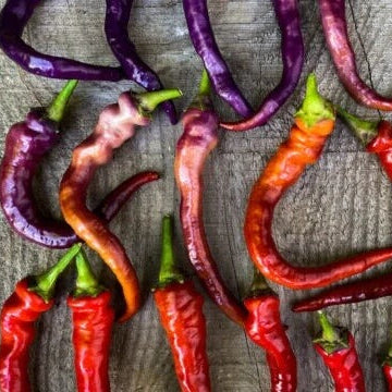 Chilli Seeds - Violet Red