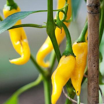 Chilli Seeds - Yellow