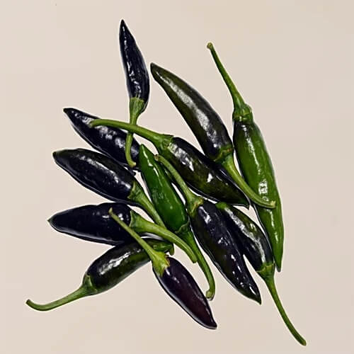 Chilli Seeds -  Black