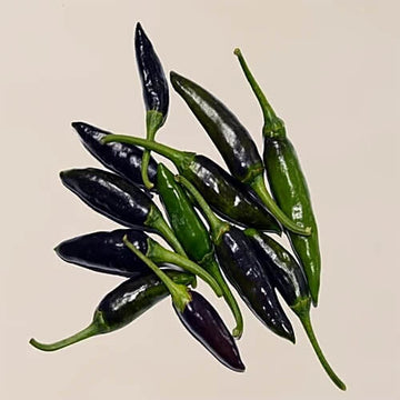 Chilli Seeds -  Black