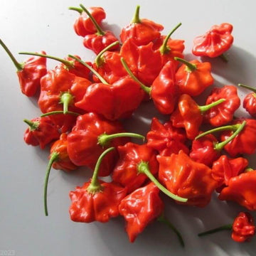 Chilli Seeds - Brazilian