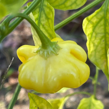 Chilli Seeds - Brazilian Light Yellow