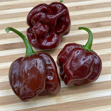 Chilli Seeds - Burgundy