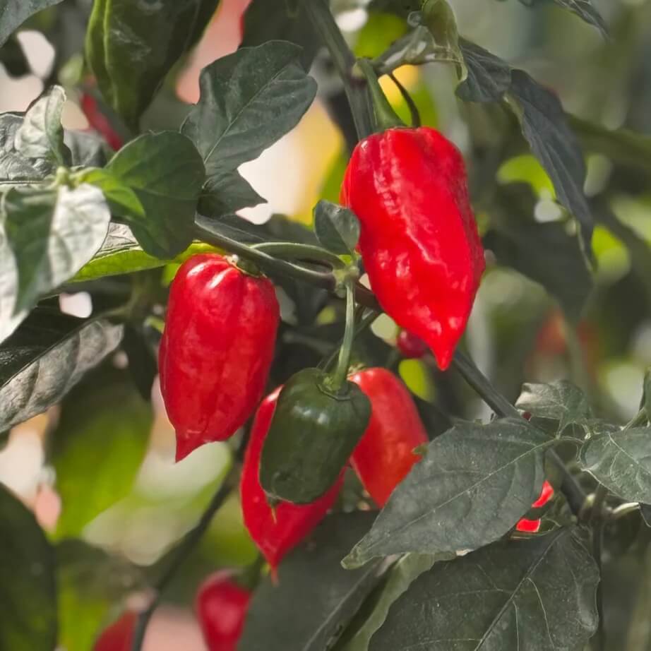 Chilli Seeds -  Dark Red Brazilian