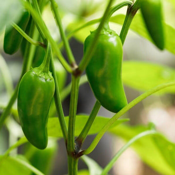 Chilli Seeds - Jalapeno Hot