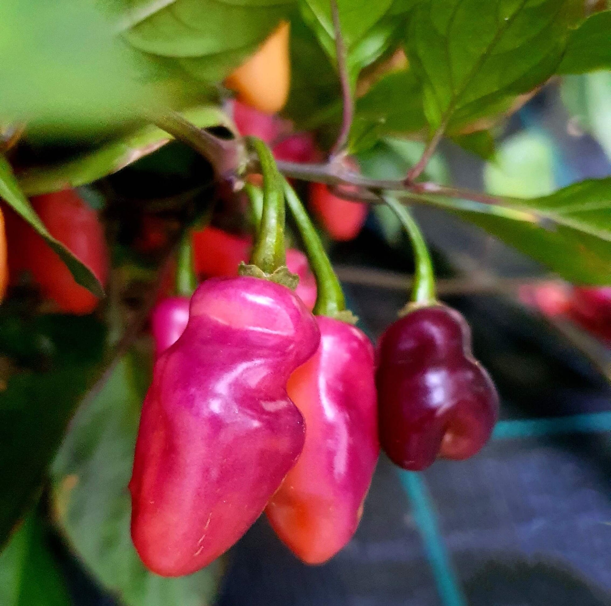 Chilli Seeds - Pink Brazilian