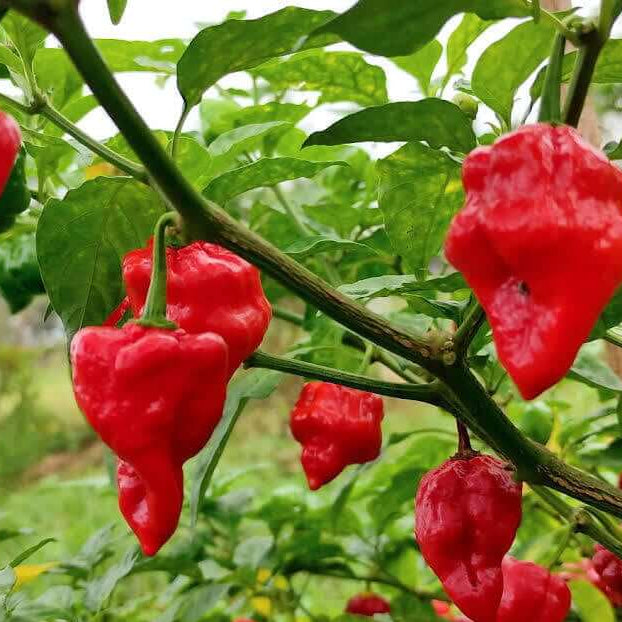 Chilli Seeds - ROSEMERC Red
