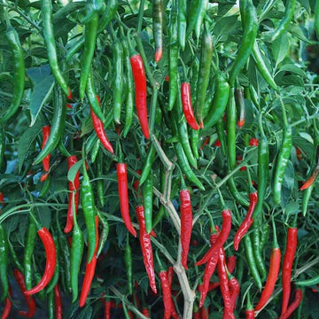 Chilli Seeds -  Red & Green