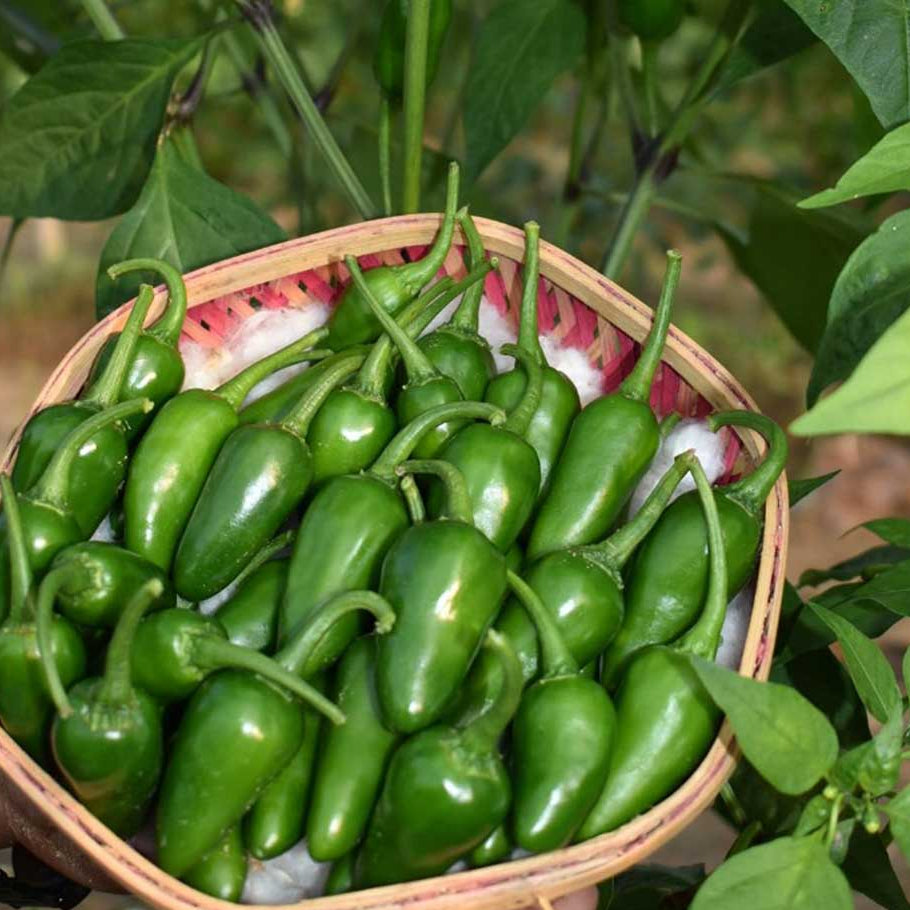 Chilli Seeds - Bullet