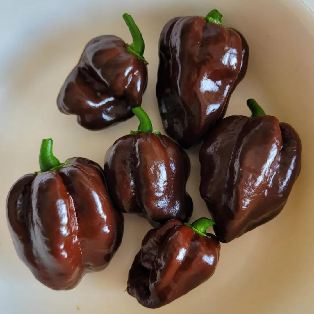 Chilli Seeds - Burgundy