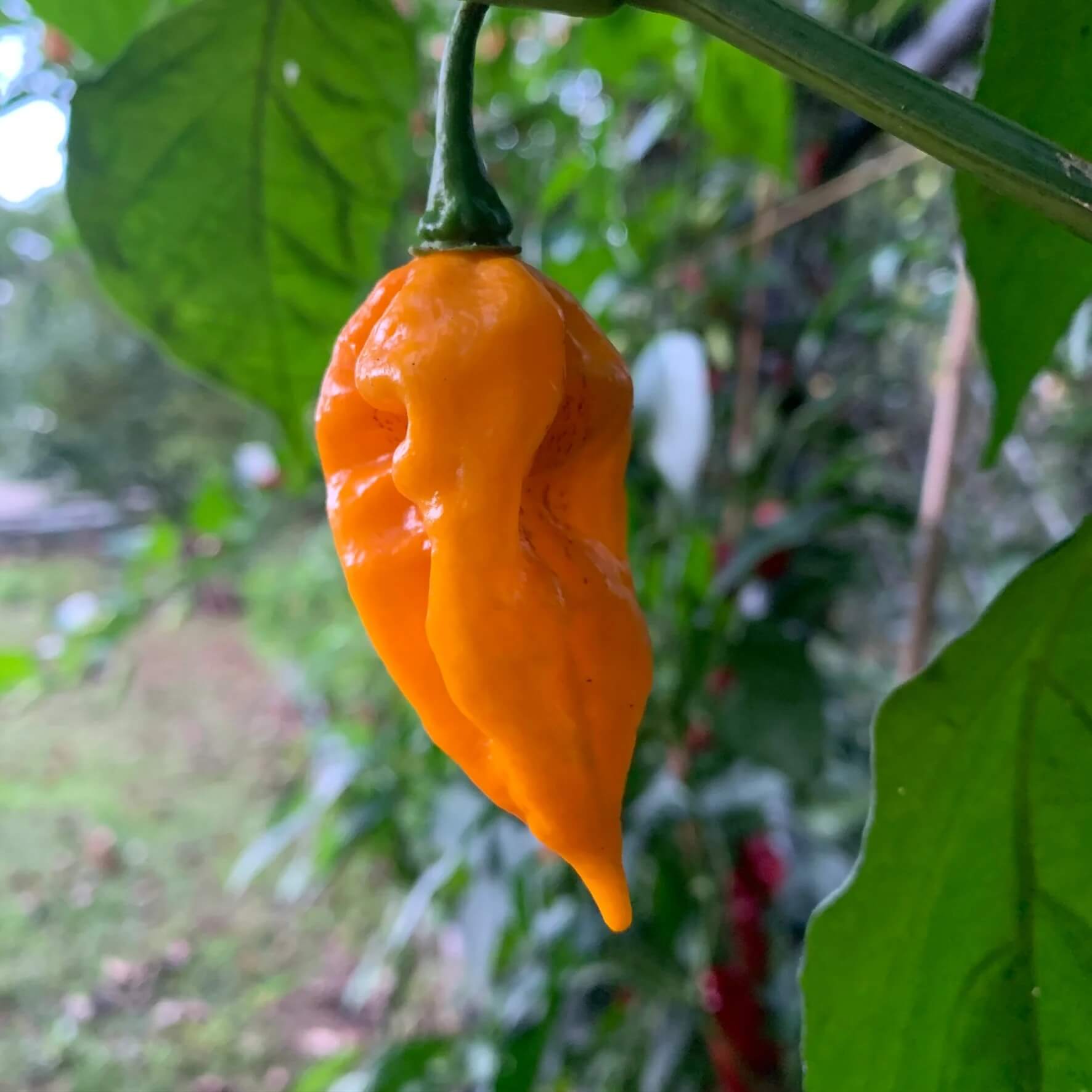 Chilli Seeds - Fatali