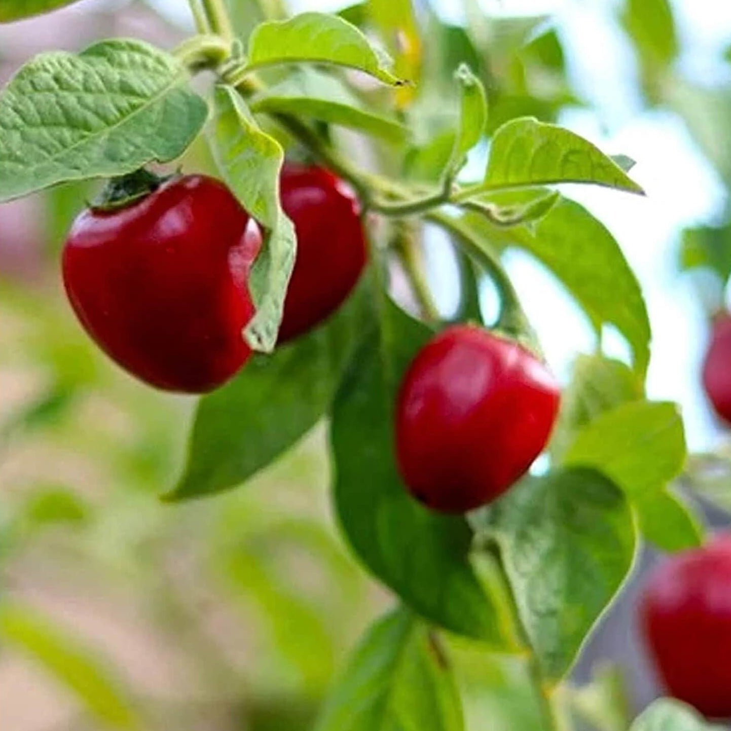 Chilli Seeds - Ramnad Mundu Round