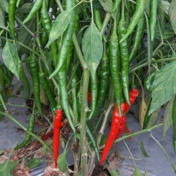 Chilli Seeds -  Red & Green