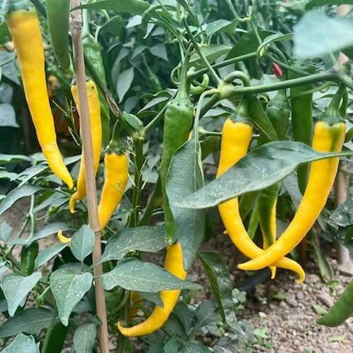 Chilli Seeds - Yellow