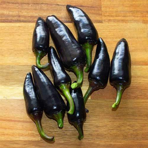 Chilli Seeds -  Black