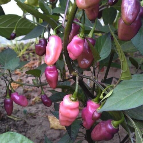 Chilli Seeds - Pink Brazilian