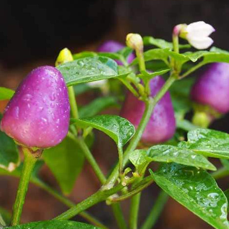 Chilli Seeds - Purple