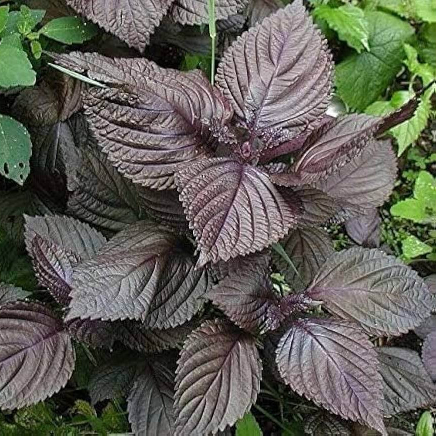 Chinese Basil Seeds