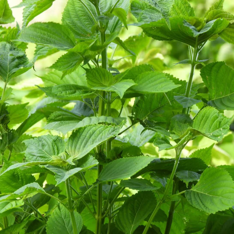 Chinese Basil Seeds