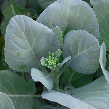 Chinese Broccoli Seeds - Flower Plant