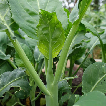 Chinese Broccoli Seeds - Flower Plant