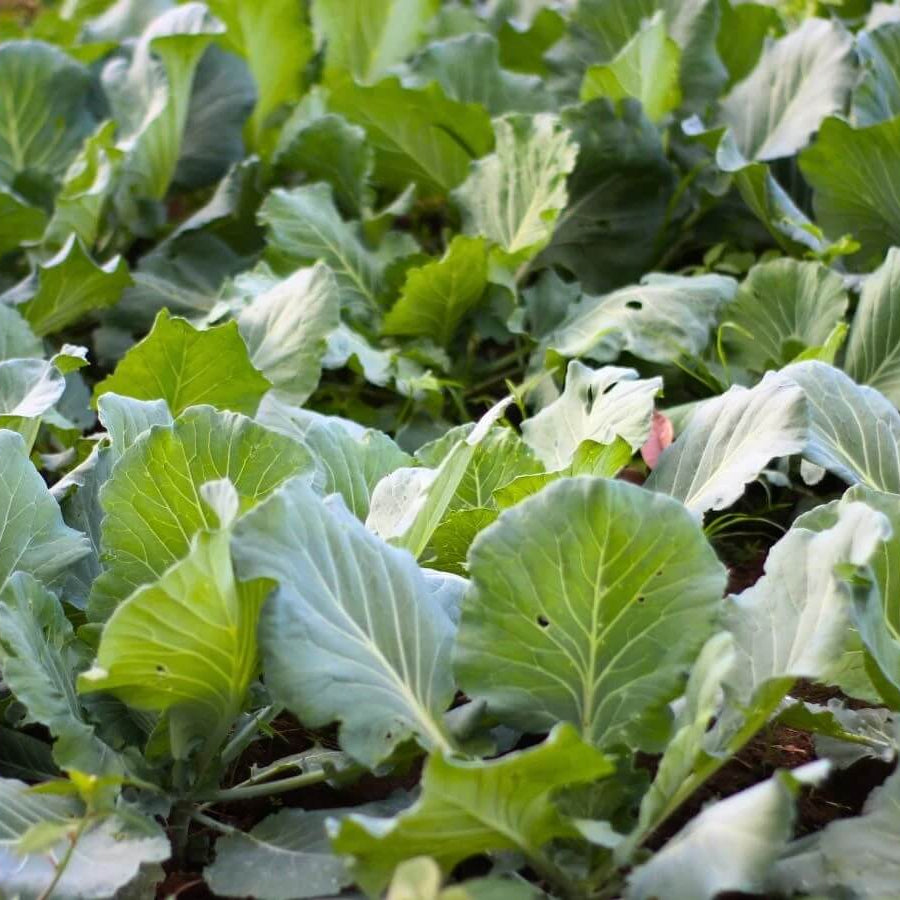 Chinese Broccoli Seeds - Flower Plant