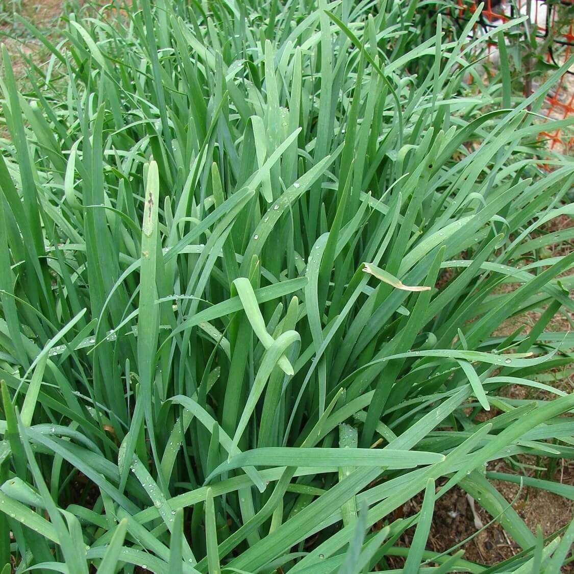 Chinese Chive Seeds – Allium tuberosum
