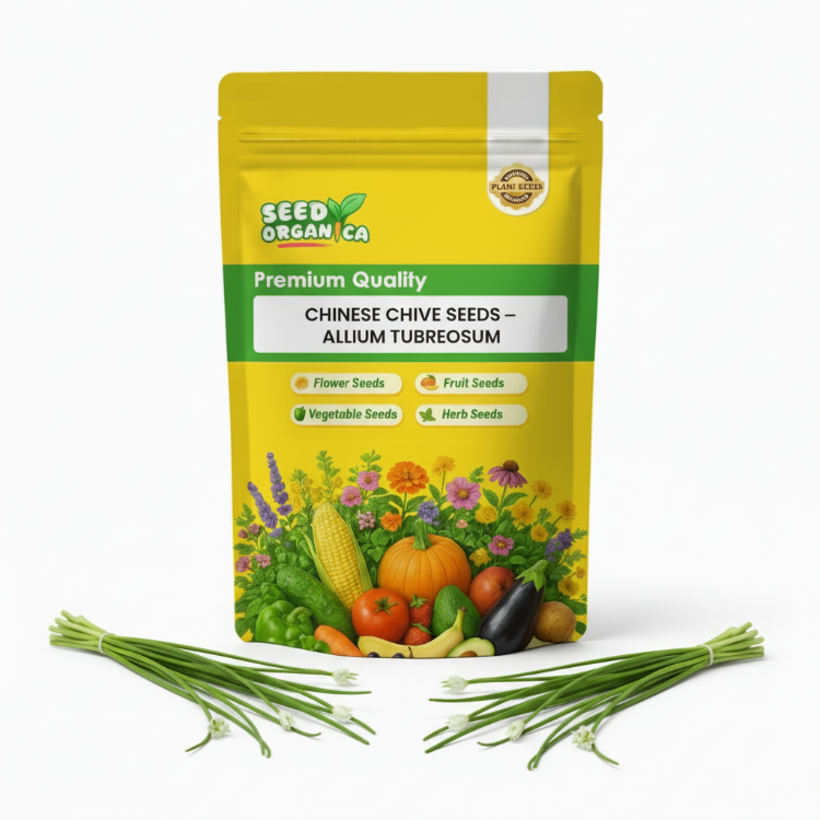 Chinese Chive Seeds – Allium tuberosum