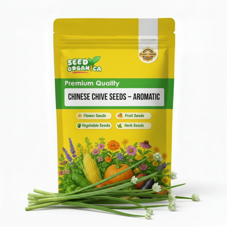 Chinese Chive Seeds – Aromatic