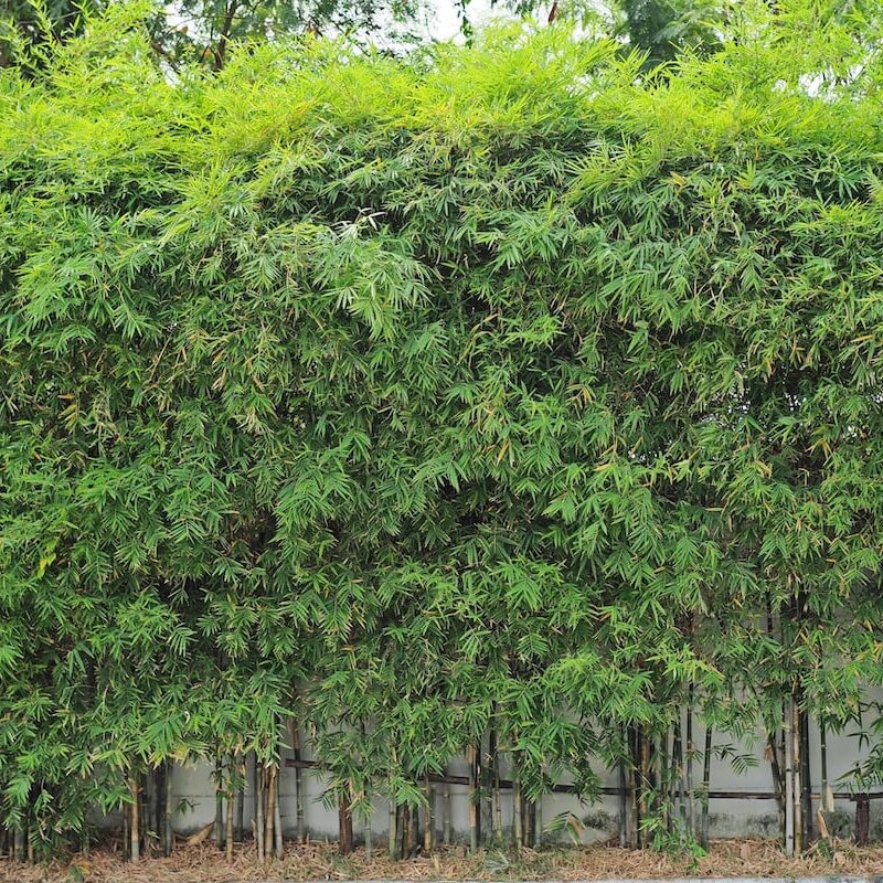 Chinese Clumping Bamboo Seeds