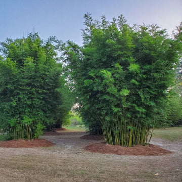 Chinese Clumping Bamboo Seeds