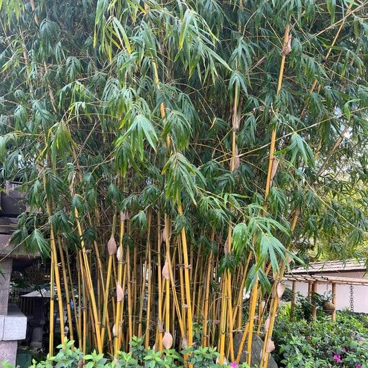 Chinese Clumping Bamboo Seeds