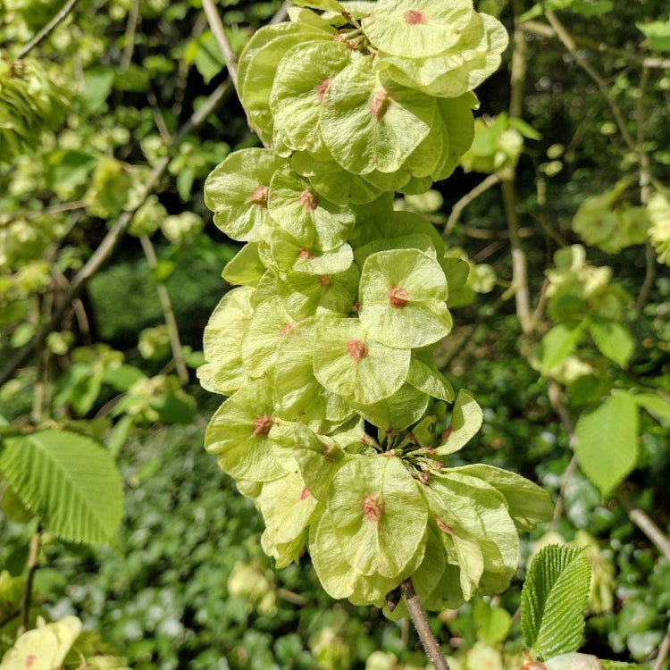 Chinese Elm Seeds – Ulmus Parvifolia

