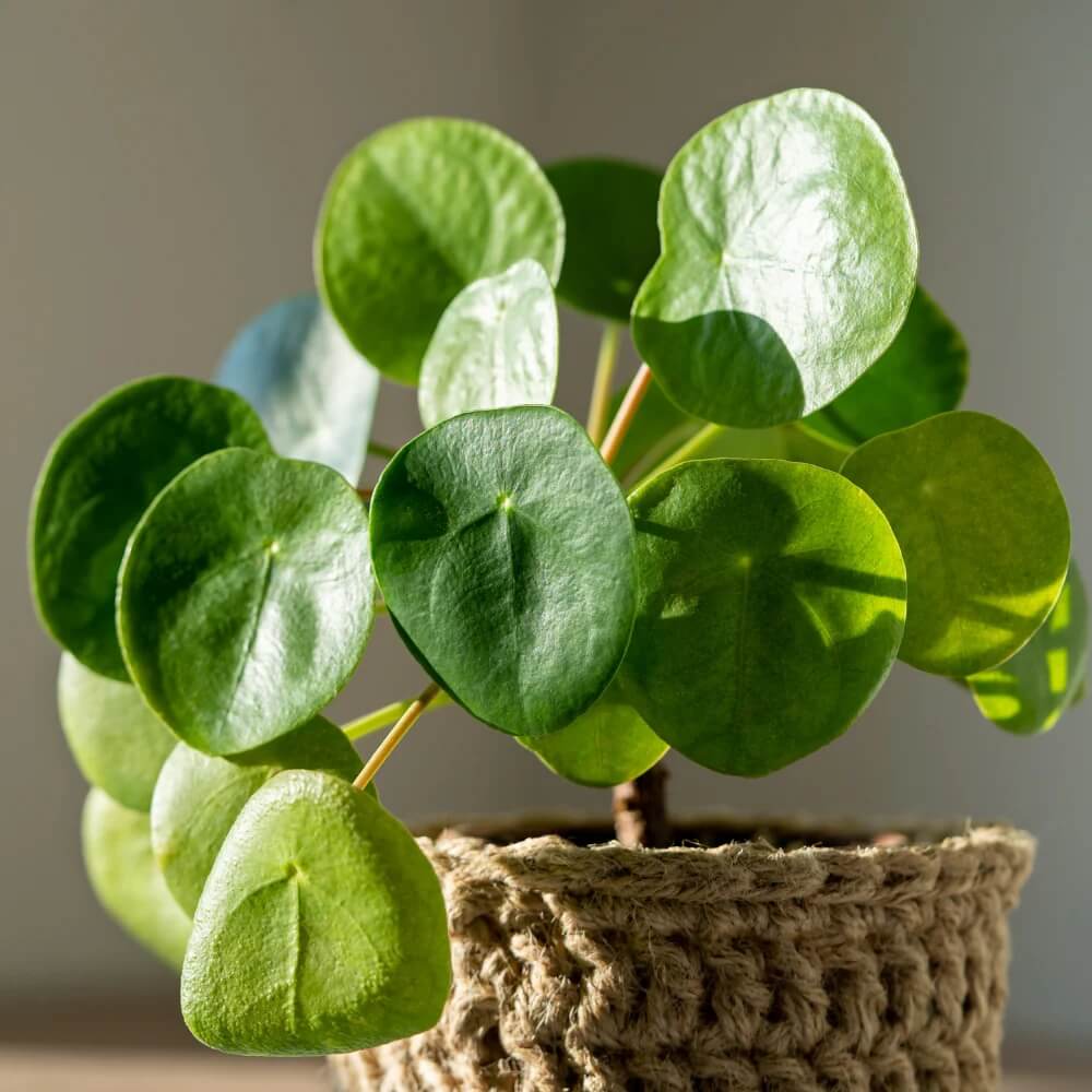 Chinese Money Plant Seeds