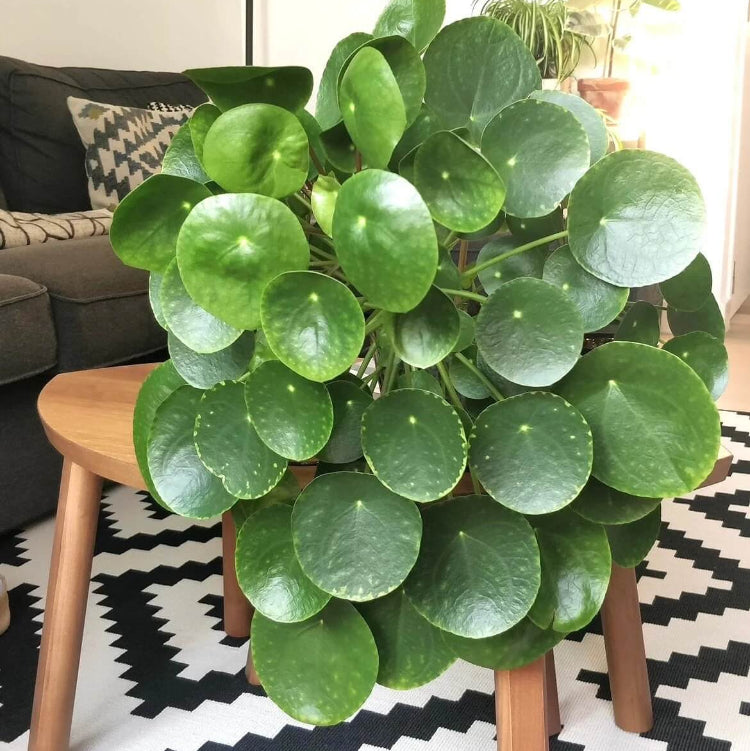 Chinese Money Plant Seeds for Planting
