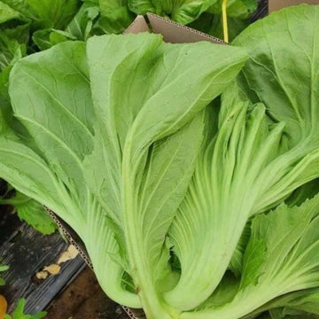 Chinese Mustard Seeds - Vegetable Plant