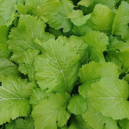 Chinese Mustard Seeds - Vegetable Plant