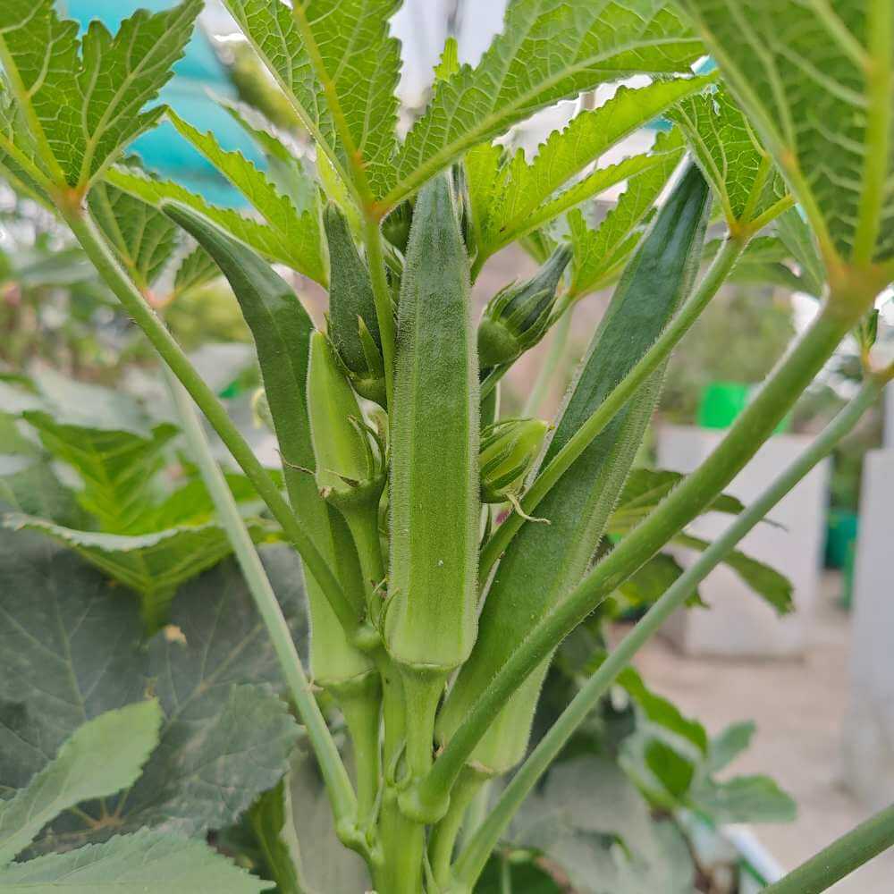 Chinese Okra Seeds - Vegetable Plant