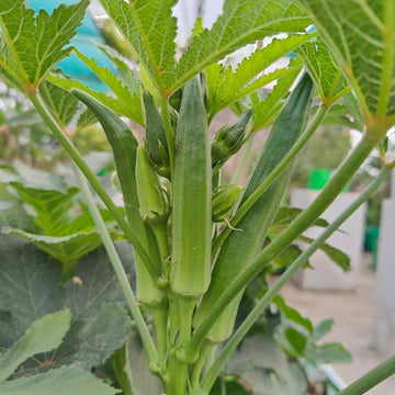 Chinese Okra Seeds - Vegetable Plant