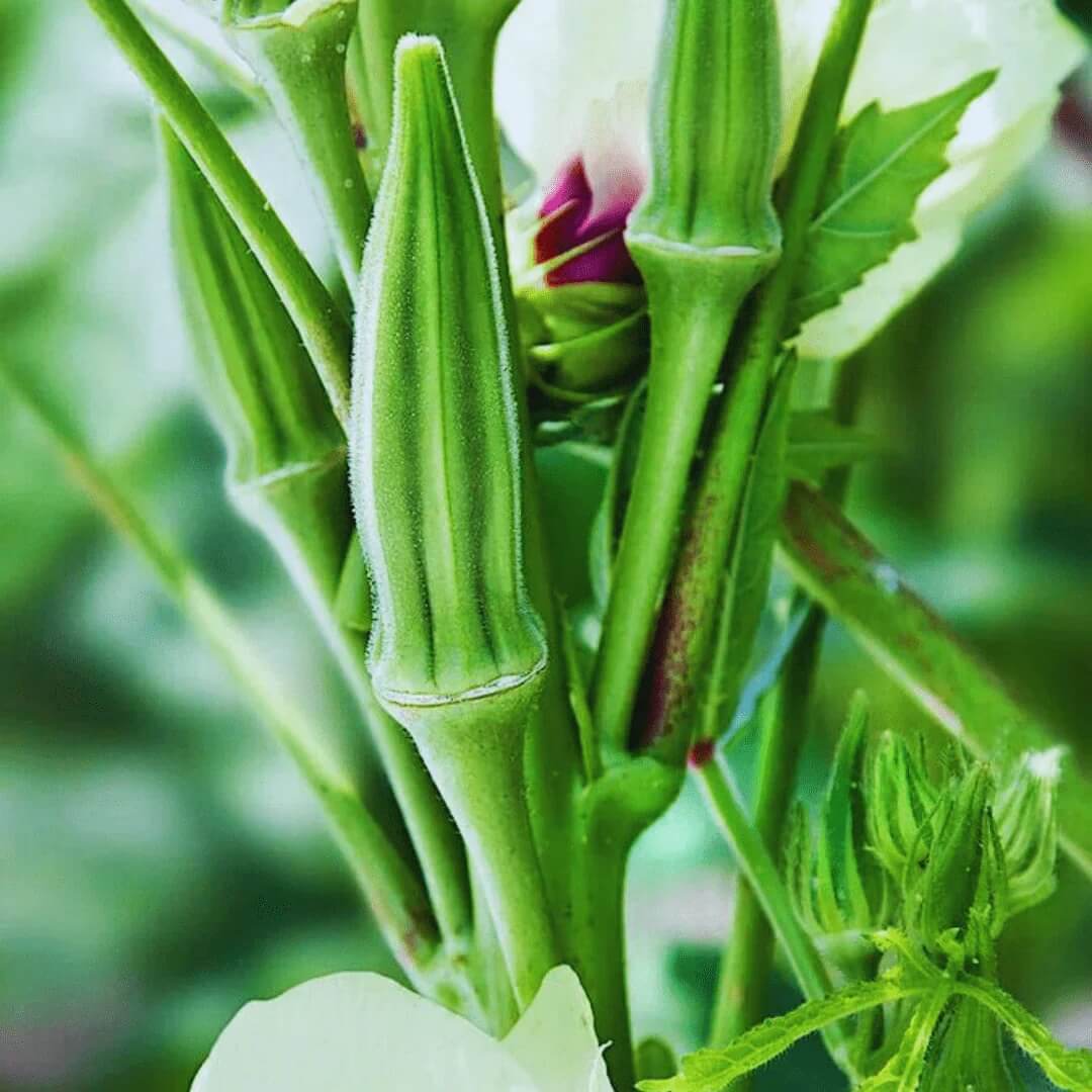 Chinese Okra Seeds - Vegetable Plant