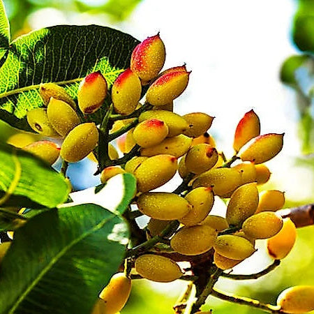 Chinese Pistache Seeds