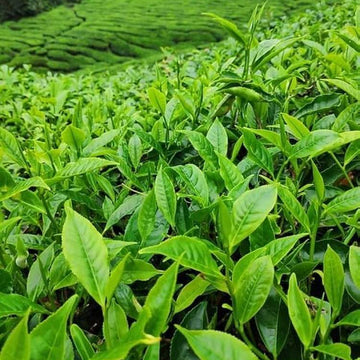 Chinese Tea Plant Seeds