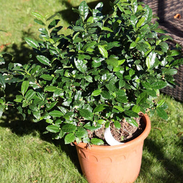 Chinese Tea Plant Seeds
