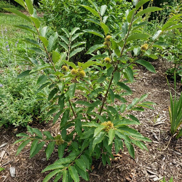 Chinquapin Chestnut Tree Seeds - Fruit Plant