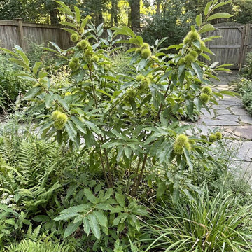 Chinquapin Chestnut Tree Seeds - Fruit Plant