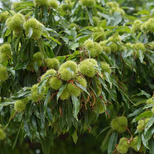 Chinquapin Chestnut Tree Seeds - Fruit Plant