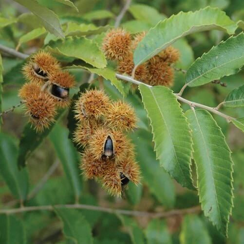 Chinquapin Chestnut Tree Seeds - Fruit Plant