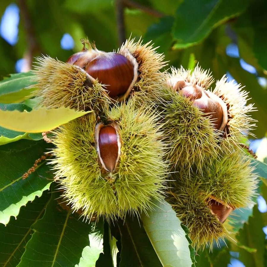 Chinquapin Chestnut Tree Seeds - Fruit Plant