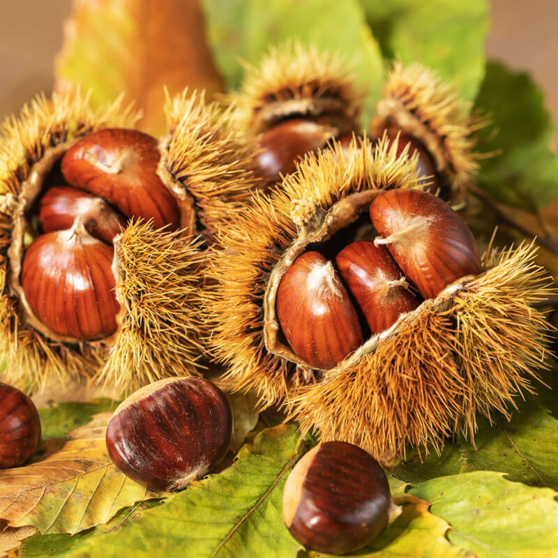 Chinquapin Chestnut Tree Seeds - Fruit Plant