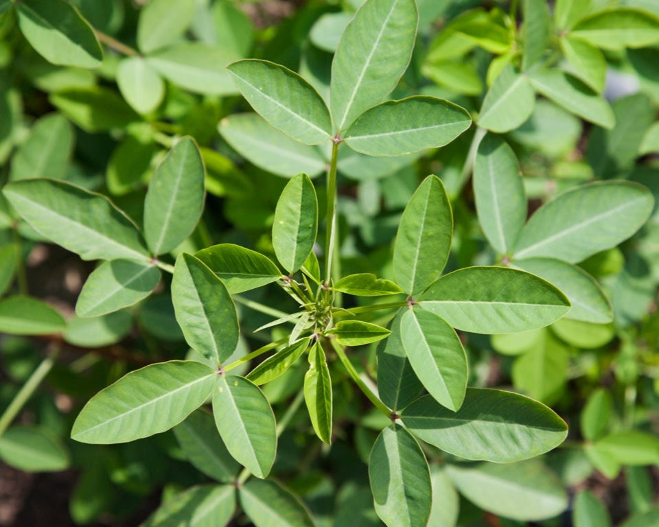 Chipilin Seeds – Guatemalan
